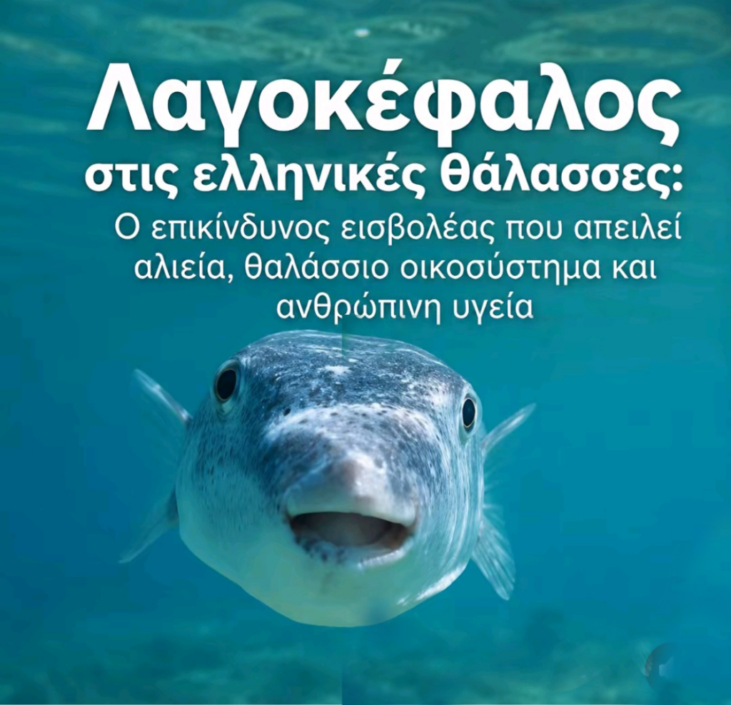 Το Διοικητικό Συμβούλιο επαναφέρει το ιστορικό «Κυνήγι του Λαγοκέφαλου» με μεγάλα έπαθλα!