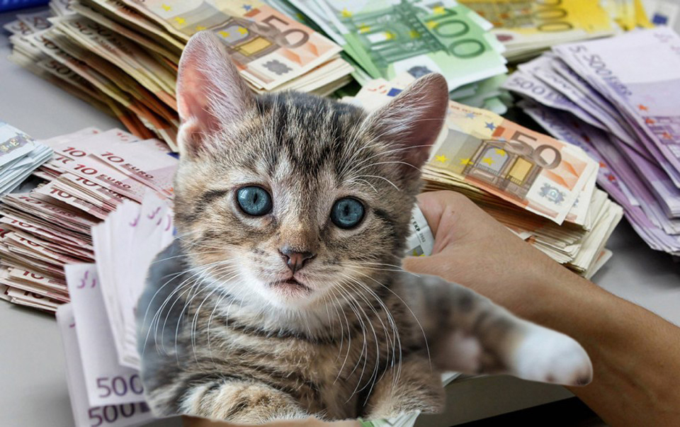 3.000 αδέσποτες γάτες στο δήμο Ρόδου σε 566.000 ευρώ κάνουν νιάου